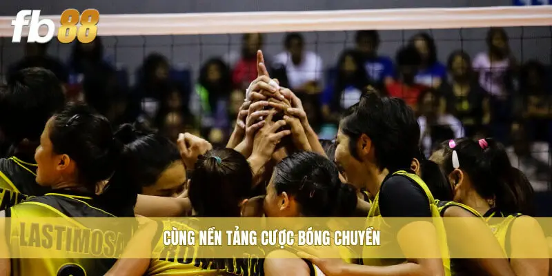 Cùng nền tảng cược bóng chuyền